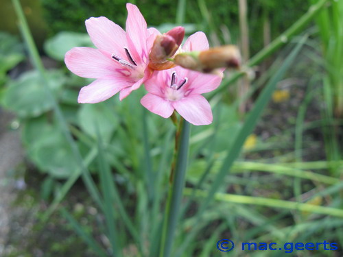 Dierama dracomontanum